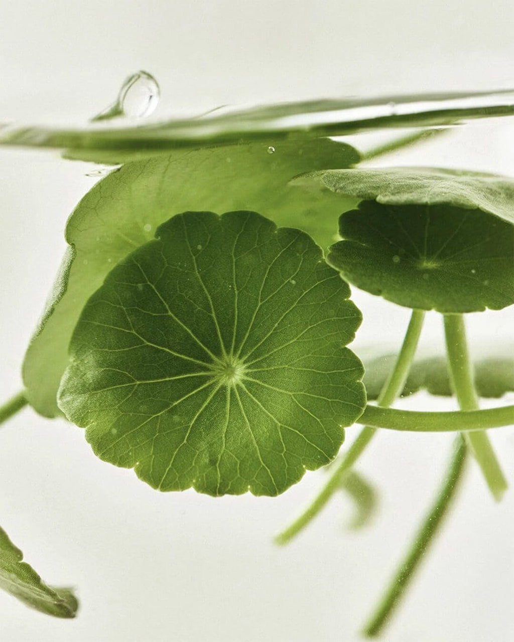 Beauty of Joseon Light On Serum : Centella + Vita C